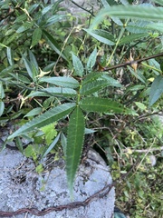 Zanthoxylum