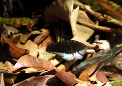 Lexias dirtea
