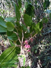 Medinilla