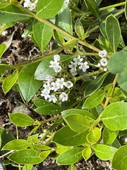 Logania crassifolia