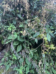 Strobilanthes atropurpurea