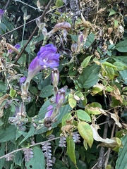 Strobilanthes atropurpurea