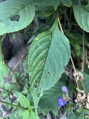 Strobilanthes atropurpurea