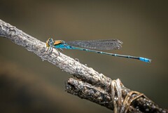 Pseudagrion aureofrons