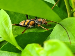Aridaeus thoracicus