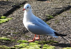 Chroicocephalus ridibundus