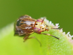 Steganopsis melanogaster