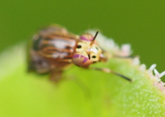 Steganopsis melanogaster