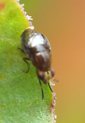 Steganopsis melanogaster