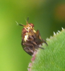 Steganopsis melanogaster