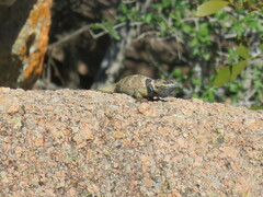 Sceloporus poinsettii