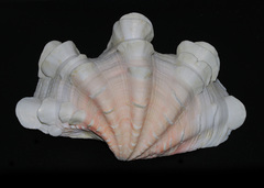Tridacna squamosa