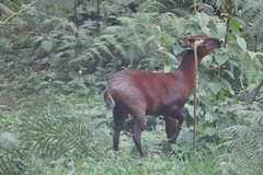 Cephalophorus nigrifrons