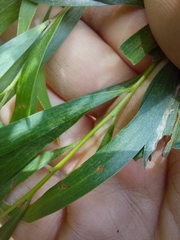 Acacia floribunda