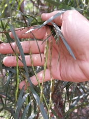 Acacia floribunda