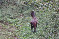 Cephalophorus nigrifrons