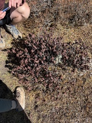 Rhododendron anthopogon