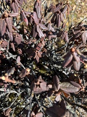 Rhododendron anthopogon