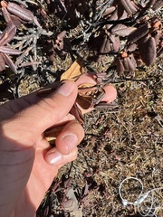Rhododendron anthopogon