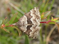 Dichromodes ainaria