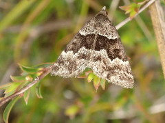 Dichromodes ainaria