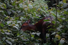 Cephalophorus nigrifrons