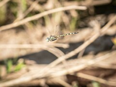 Hemicordulia intermedia