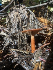Lactarius luculentus
