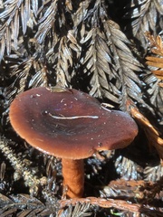 Lactarius luculentus