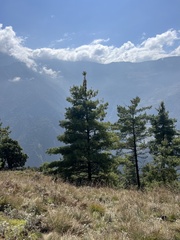 Pinus wallichiana