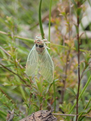 Atrapsalta furcilla