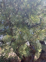 Pinus wallichiana