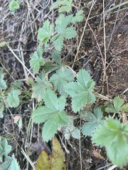 Potentilla canadensis