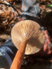 Lactarius luculentus