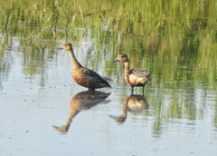Dendrocygna javanica