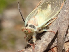 Atrapsalta furcilla
