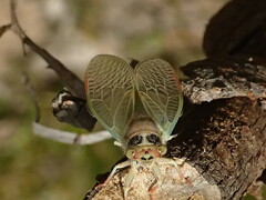 Atrapsalta furcilla
