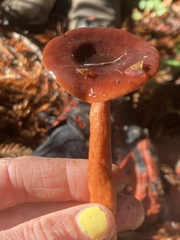 Lactarius luculentus