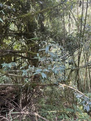 Quercus floribunda
