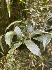Quercus floribunda