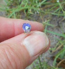 Wahlenbergia multicaulis