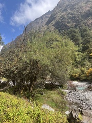 Hippophae