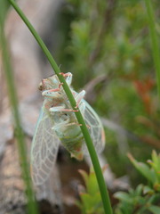 Atrapsalta furcilla