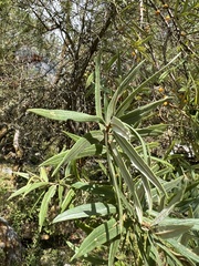 Hippophae