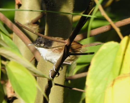 Dark-fronted Babbler (Dumetia atriceps), photo 10