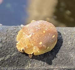 Paropsis lutea