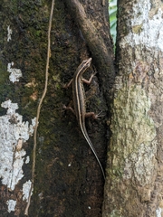 Sphenomorphus sanctus