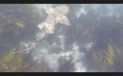 Orectolobus maculatus