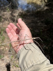 Anchiale austrotessulata