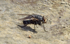 Calliphora vomitoria
